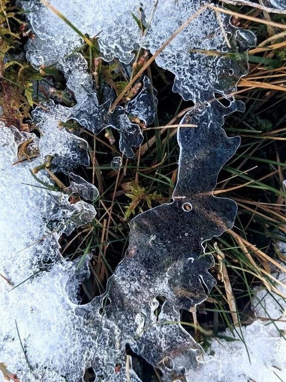 ice grass sm.jpg