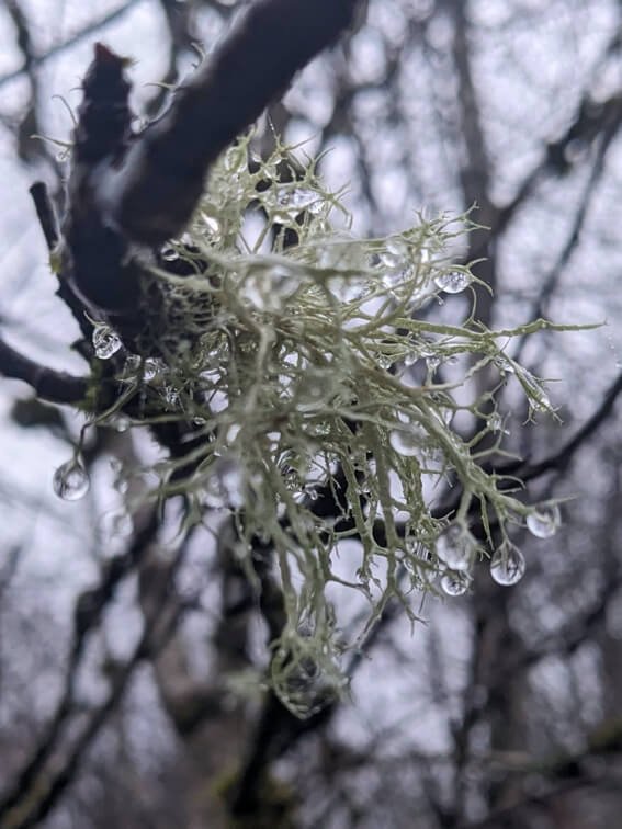 lichen sm.jpg
