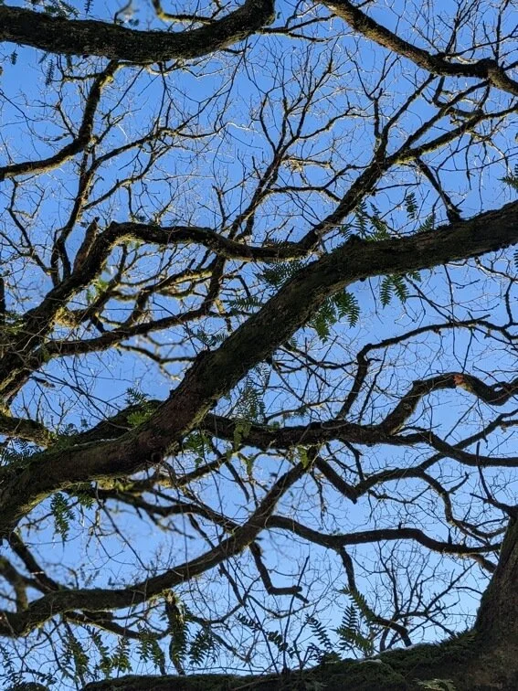 bare oak branches sm.jpg