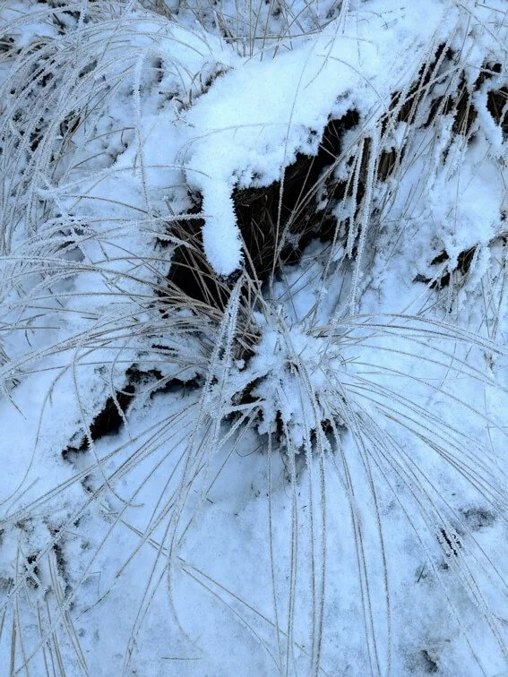 snow grass sm.jpg