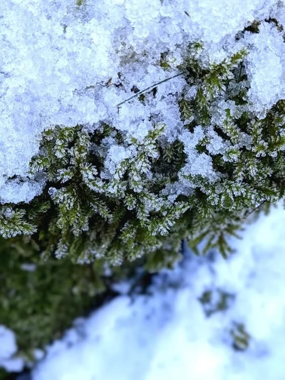 snow moss sm.jpg