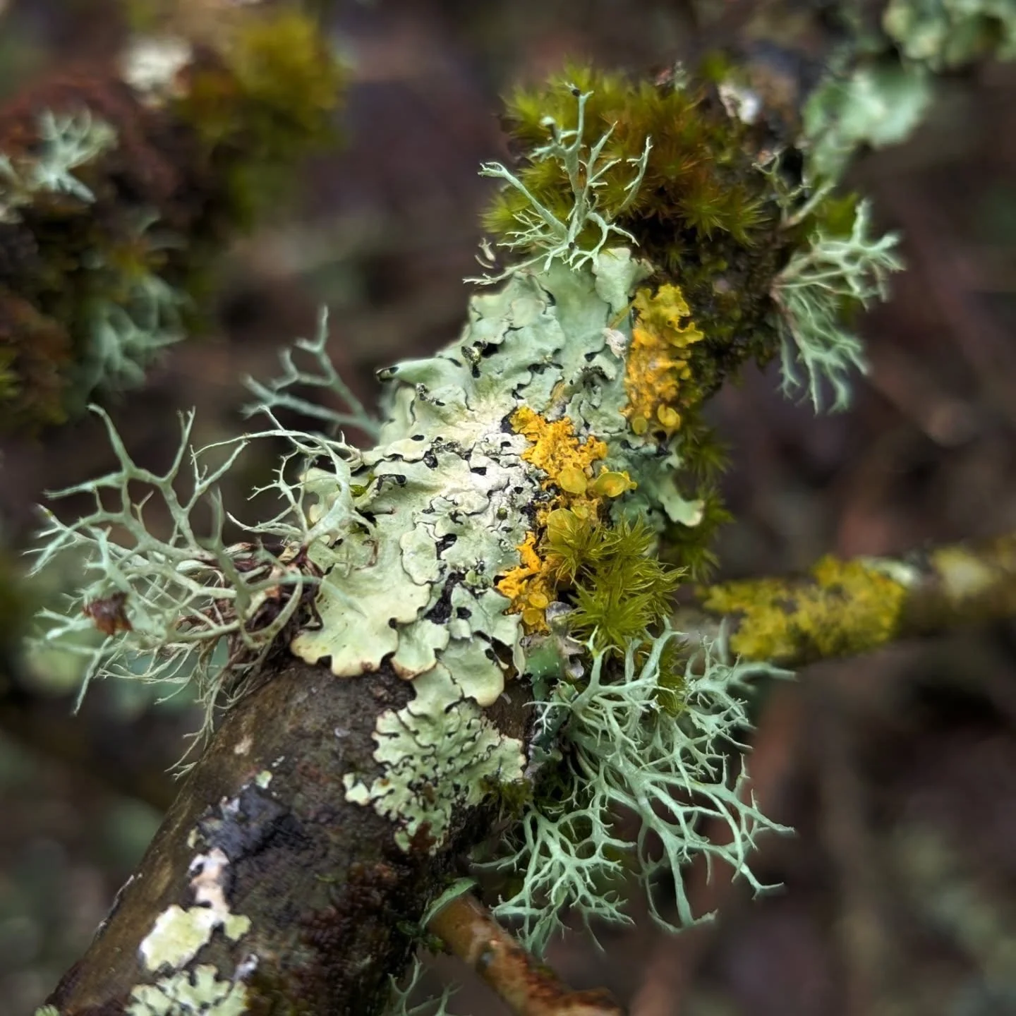 A couple of years ago we had a lot of squirrel damage to our young trees. The oaks, birches and beeches suffered the most.
We think this was probably due to rapid territory disruption due to increasing pine marten numbers in our area. As the grey squ