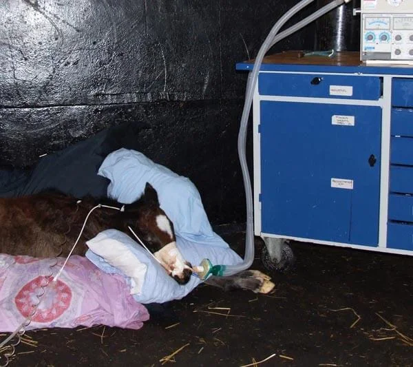 Critical Care of Foals: A foal being treated with mechanical ventilation, due to transfusion-related acute lung injury (TRALI)