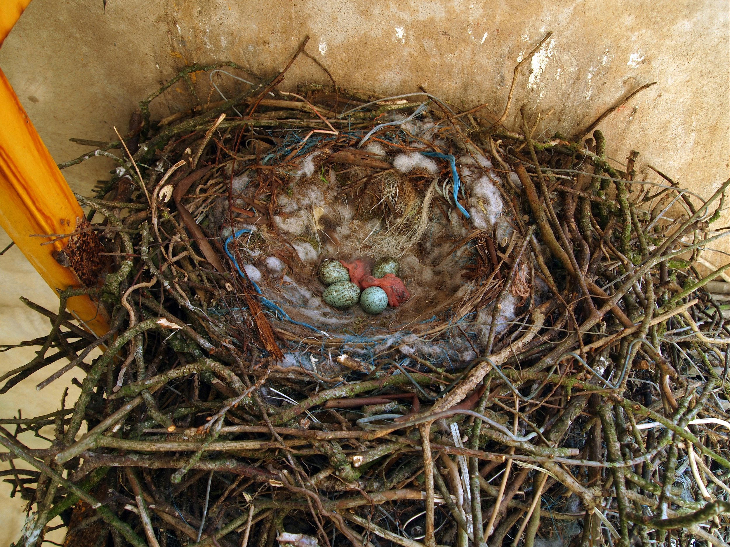Nest (Raven) copy.jpg