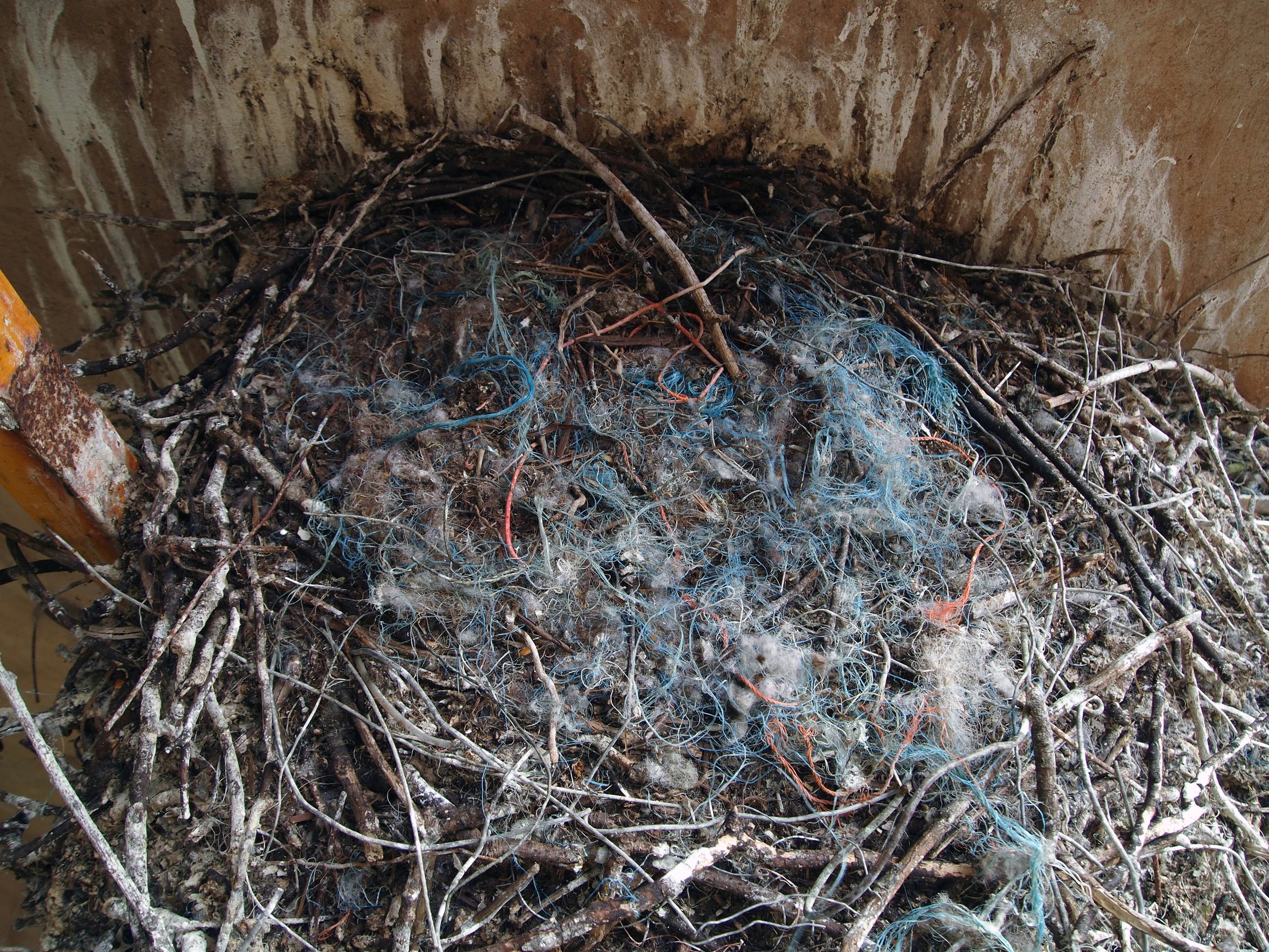 Nest (Raven)after.jpg