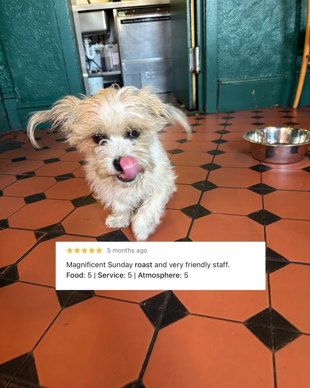 don&rsquo;t just take our word for it&hellip; Still some tables available for this Sunday 23rd! (Reviews are not from the pets featured, but aren&rsquo;t they the cutest!) Link in our bio to book! #londonpubs #southlondon #sundayroast #ladywell