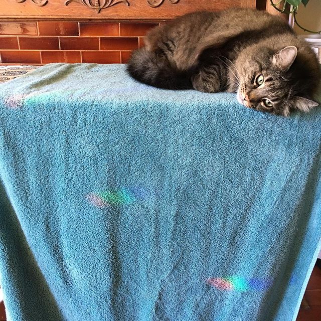 Some #oldfashioned #sanfrancisco #queer #pussy right here, #ladies #gents and those that #defythegenderbinary !!! .................. #queerpussy #rainbow #cleantowel #cat #beautifulcat #pride #sexworker #sexworkerofsf #queercatsofinstagram