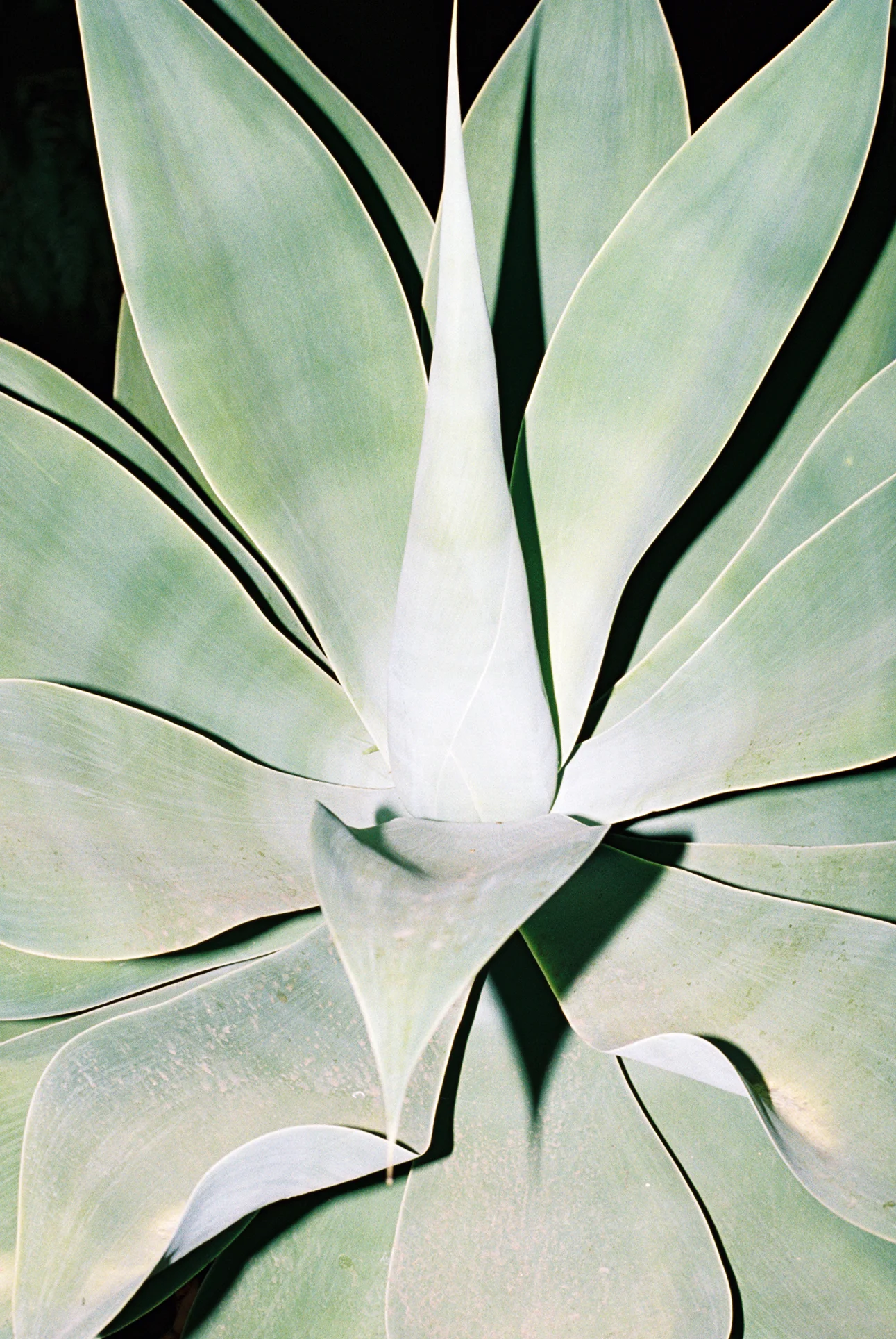 agave.jpg