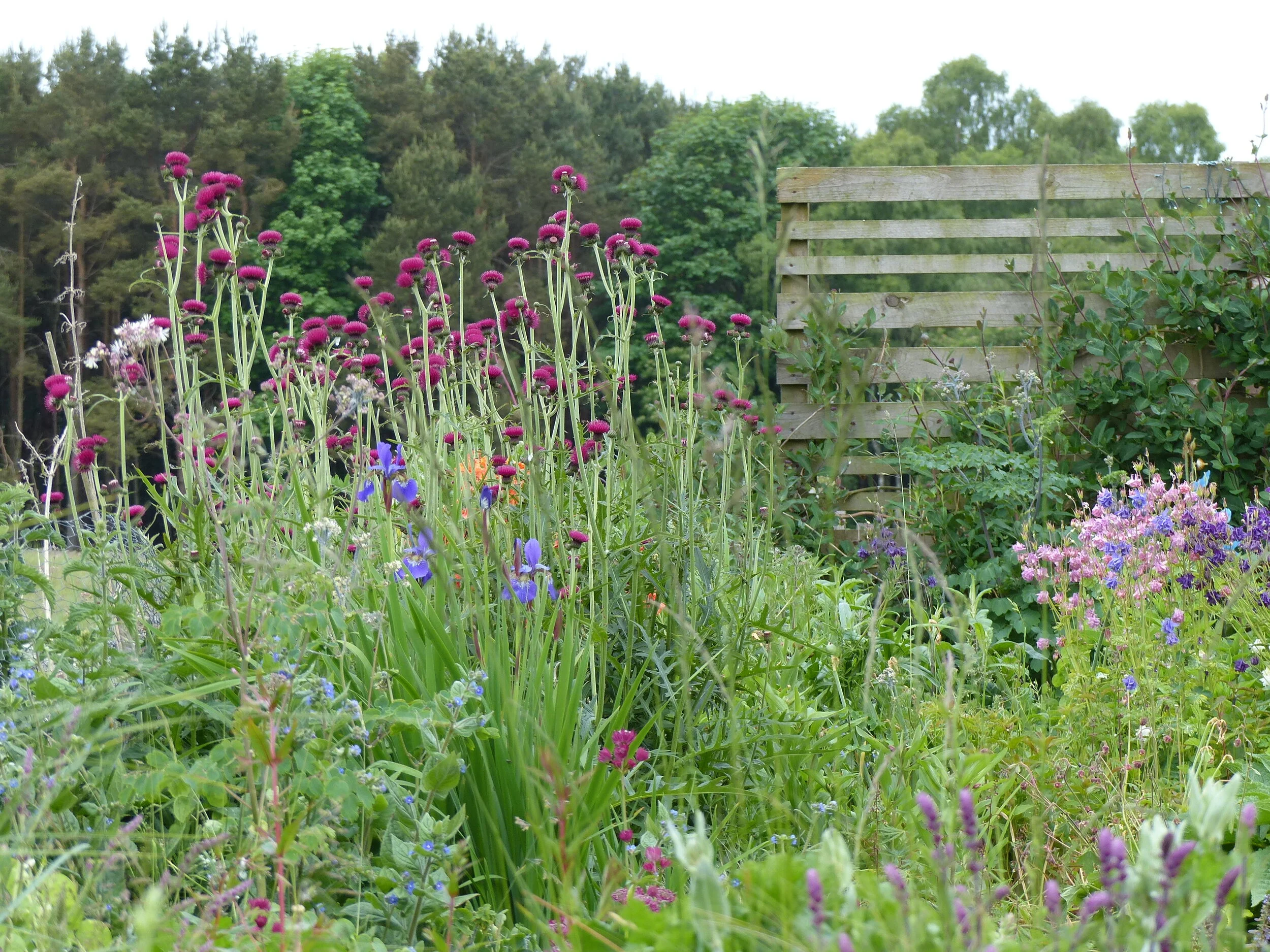 HOW TO GET YOUR GARDEN READY FOR SUMMER 
