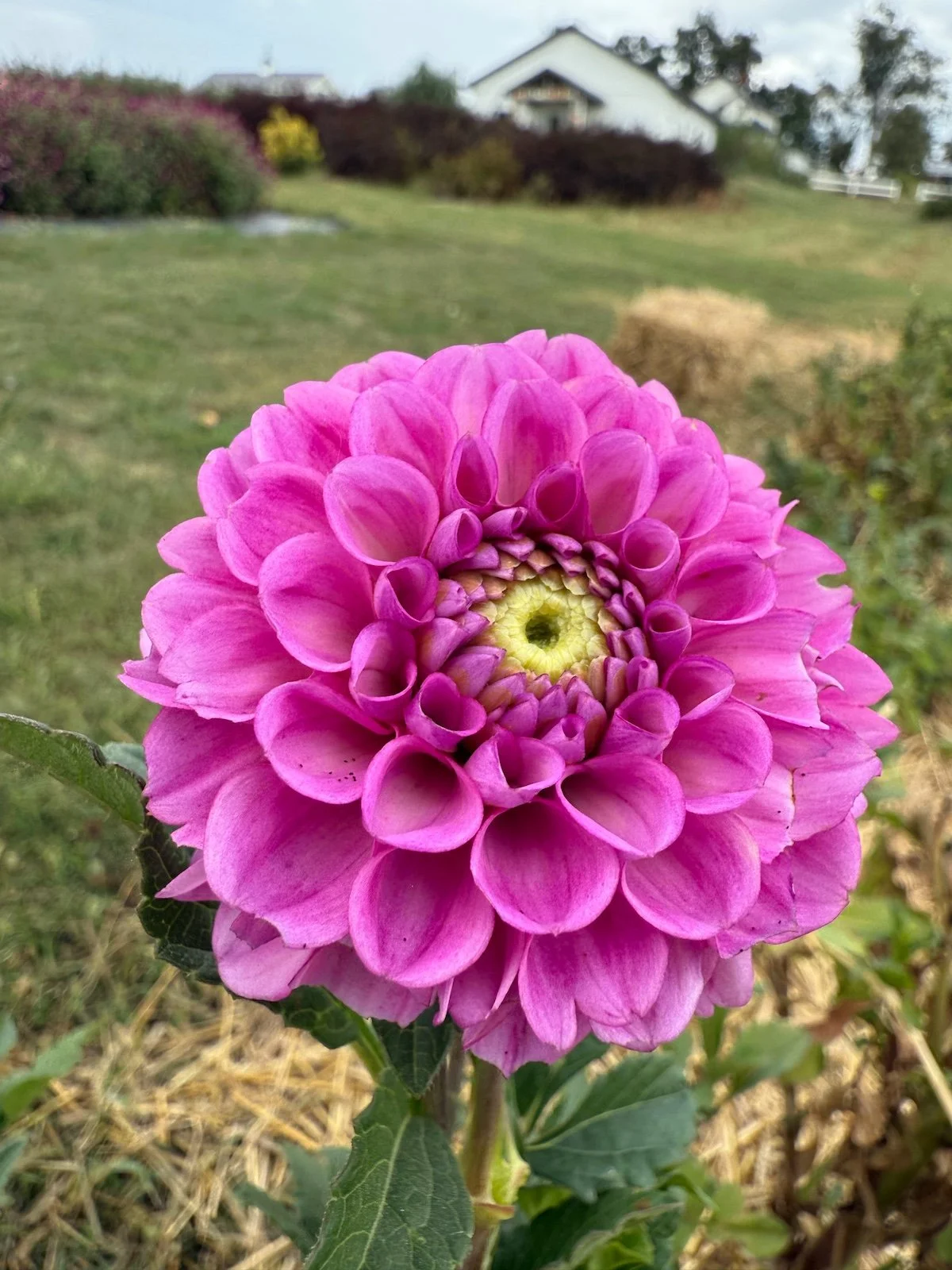 Atlas Irish. Eyes.jpg