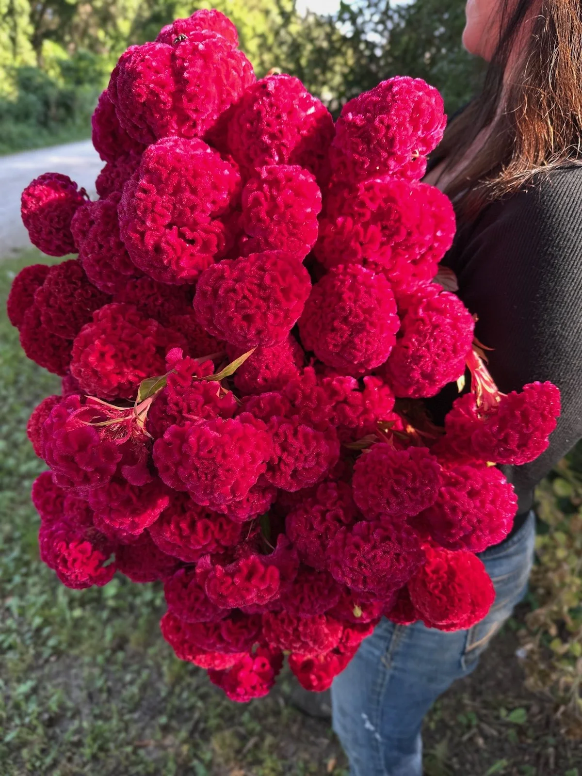 Celosia - Chief Fire Seed