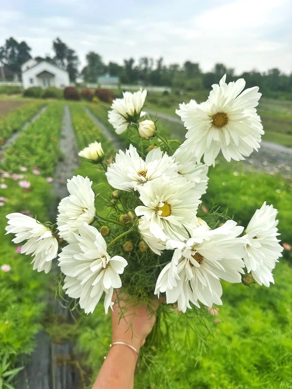 Cosmos - Double Dutch White (Cosmos bipinnatus)