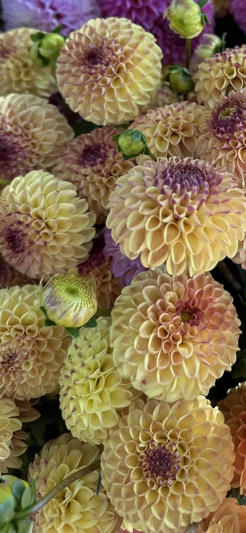 Iowa Flower Farm & Lavender Farm | PepperHarrow Farm