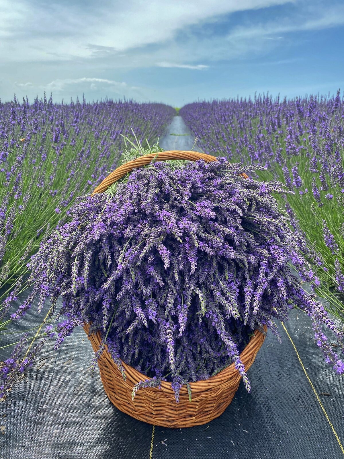 Discover Lavender Bliss: From Fields to Products, Unveiling Our Harvest! —  PepperHarrowBoutique Iowa Flower Farm