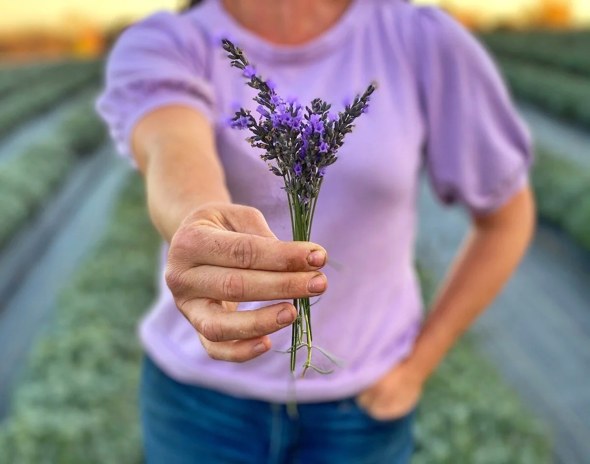 Lavender Grown at PepperHarrow Flower Farm