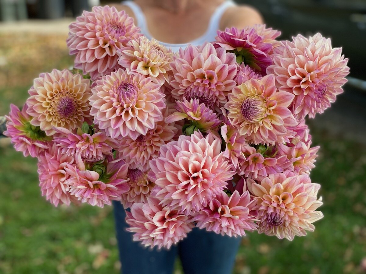PepperHarrow Coralie Dahlias