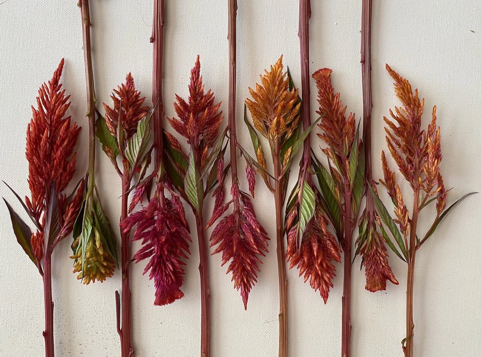 PepperHarrow's Chester Copperpot Mix Celosia Seed
