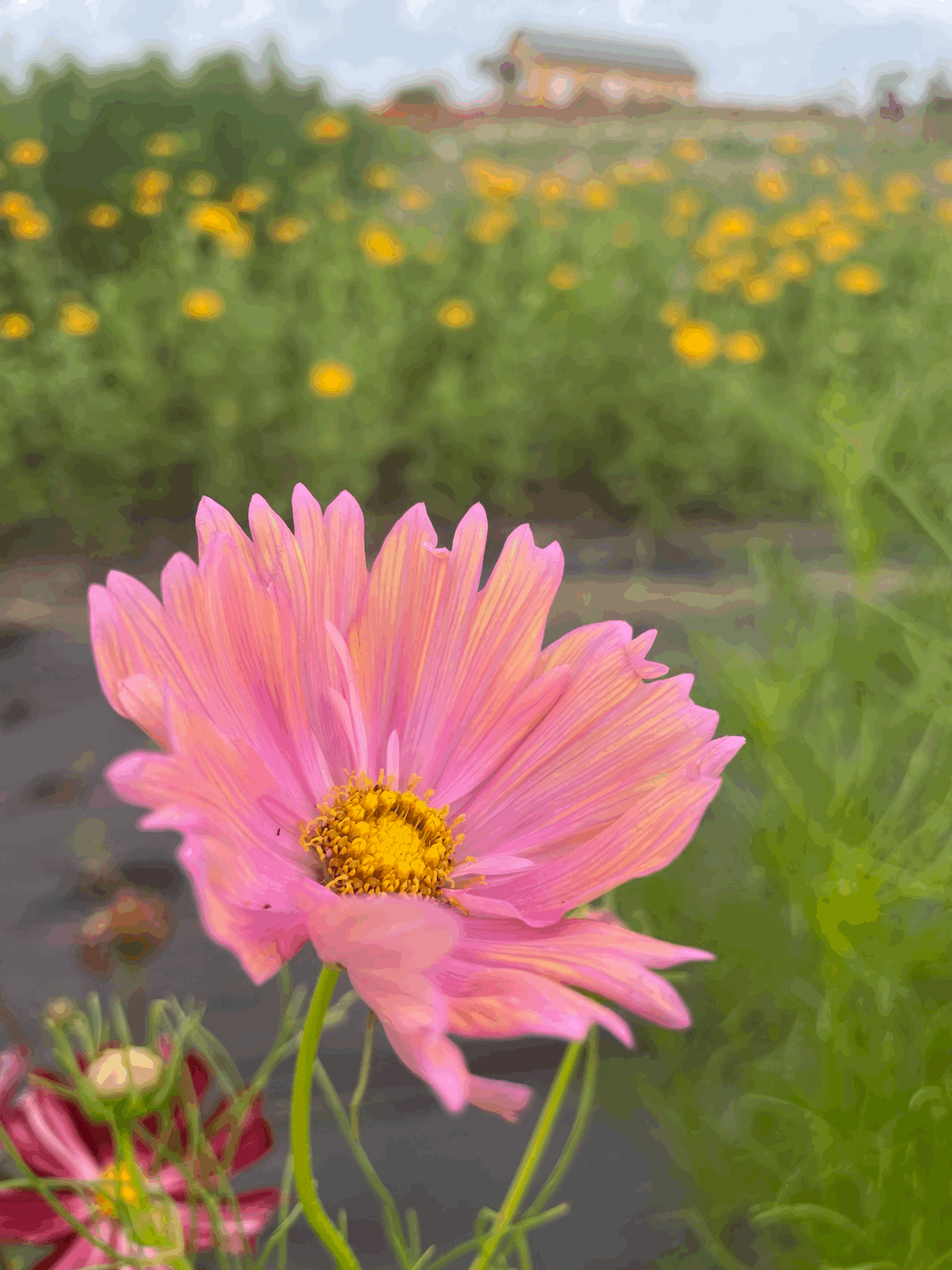 Cosmos Seed - Apricotta Seed