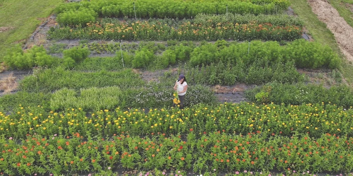 Flower Field at PepperHarrow Taken by Drone