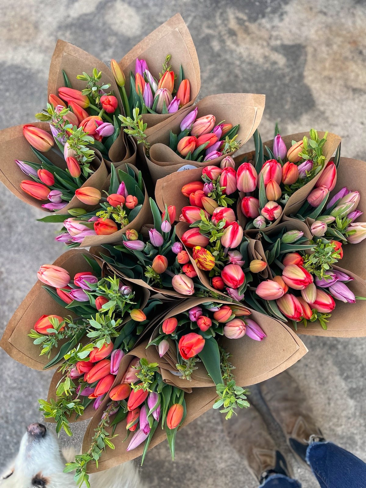 PepperHarrow Tulip Harvest