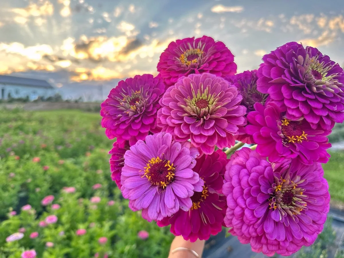 PepperHarrow Zinnias with a Gorgeous Madison County Sunset