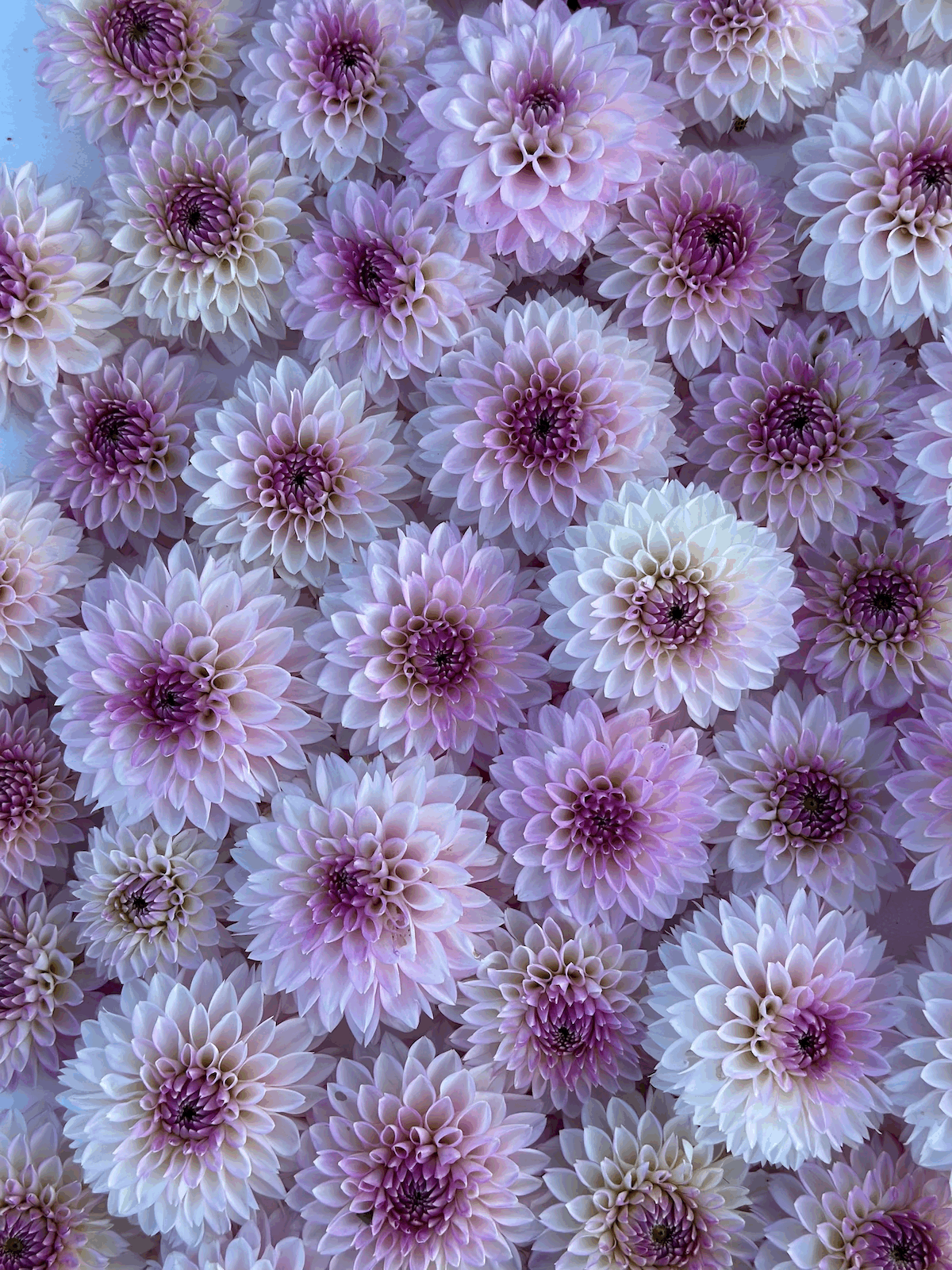 tempImagep846f1.gif