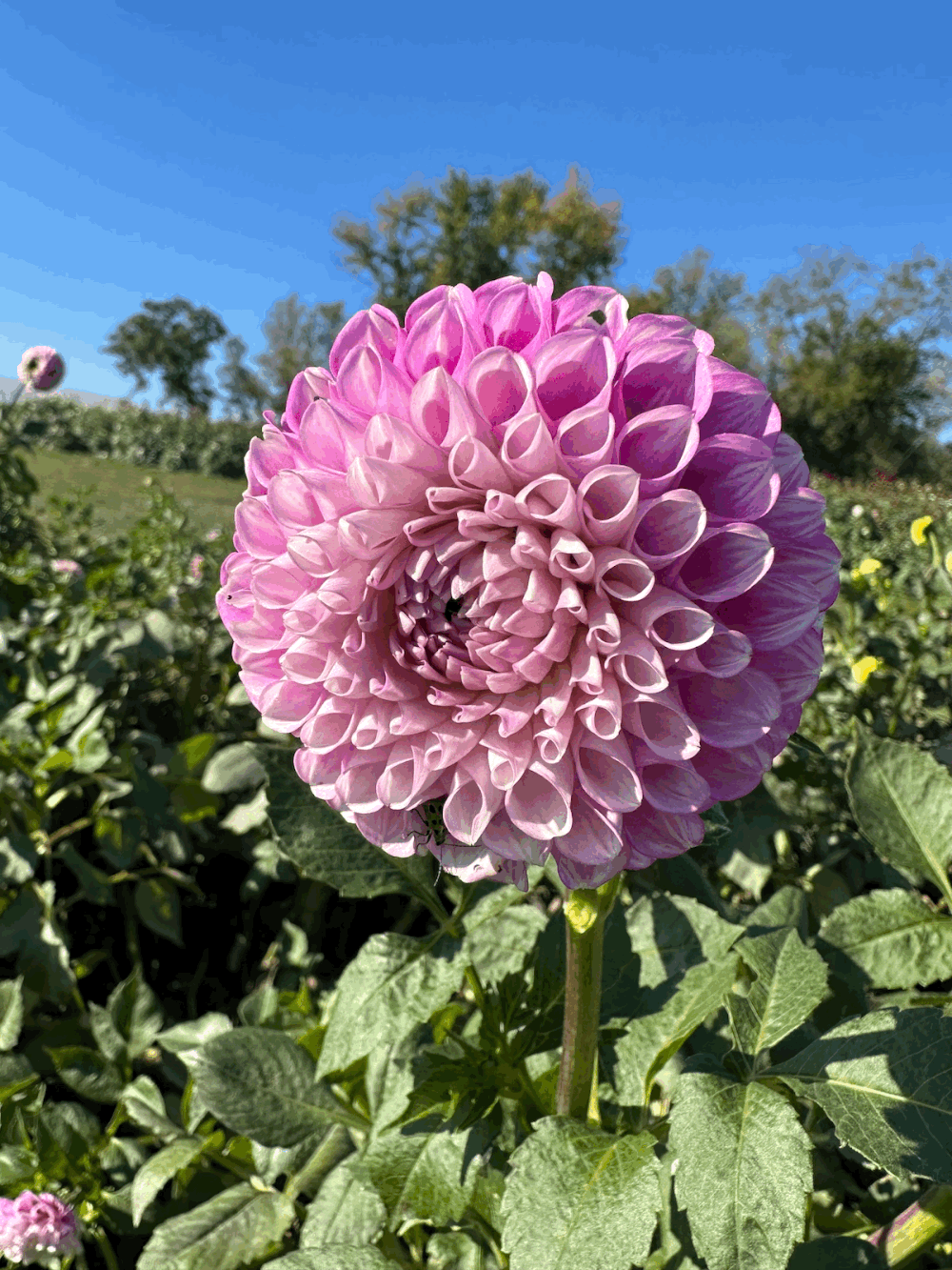 Iowa Flower Farm & Lavender Farm | PepperHarrow Farm