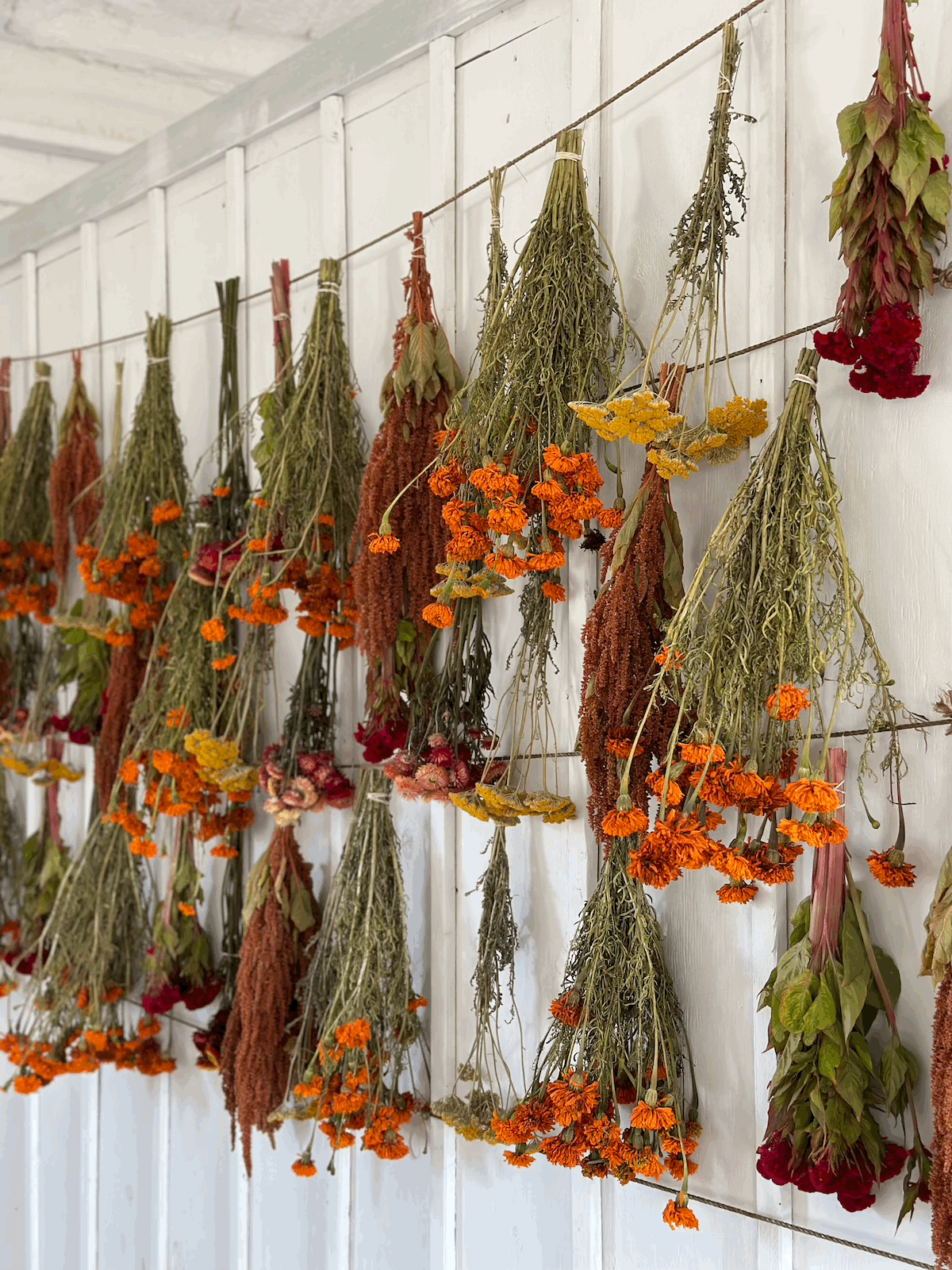 Everlasting Love! The 10 Best Dried Flowers for Your Home