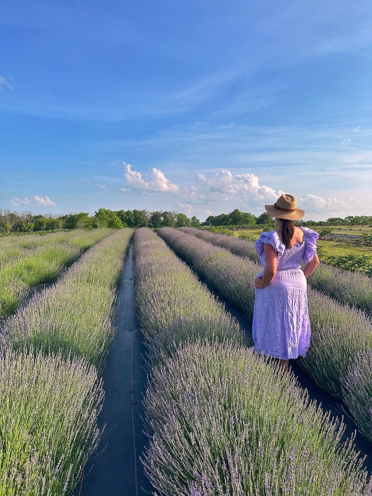 A Magical Evening at PepperHarrow Farm's Lavender Al Fresco Dinner with Tangerine Food Company