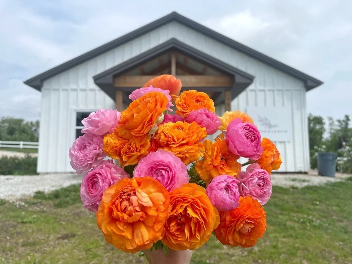 Ruffly Ranunculus Bloom Season: A Tapestry of Vibrant Colors