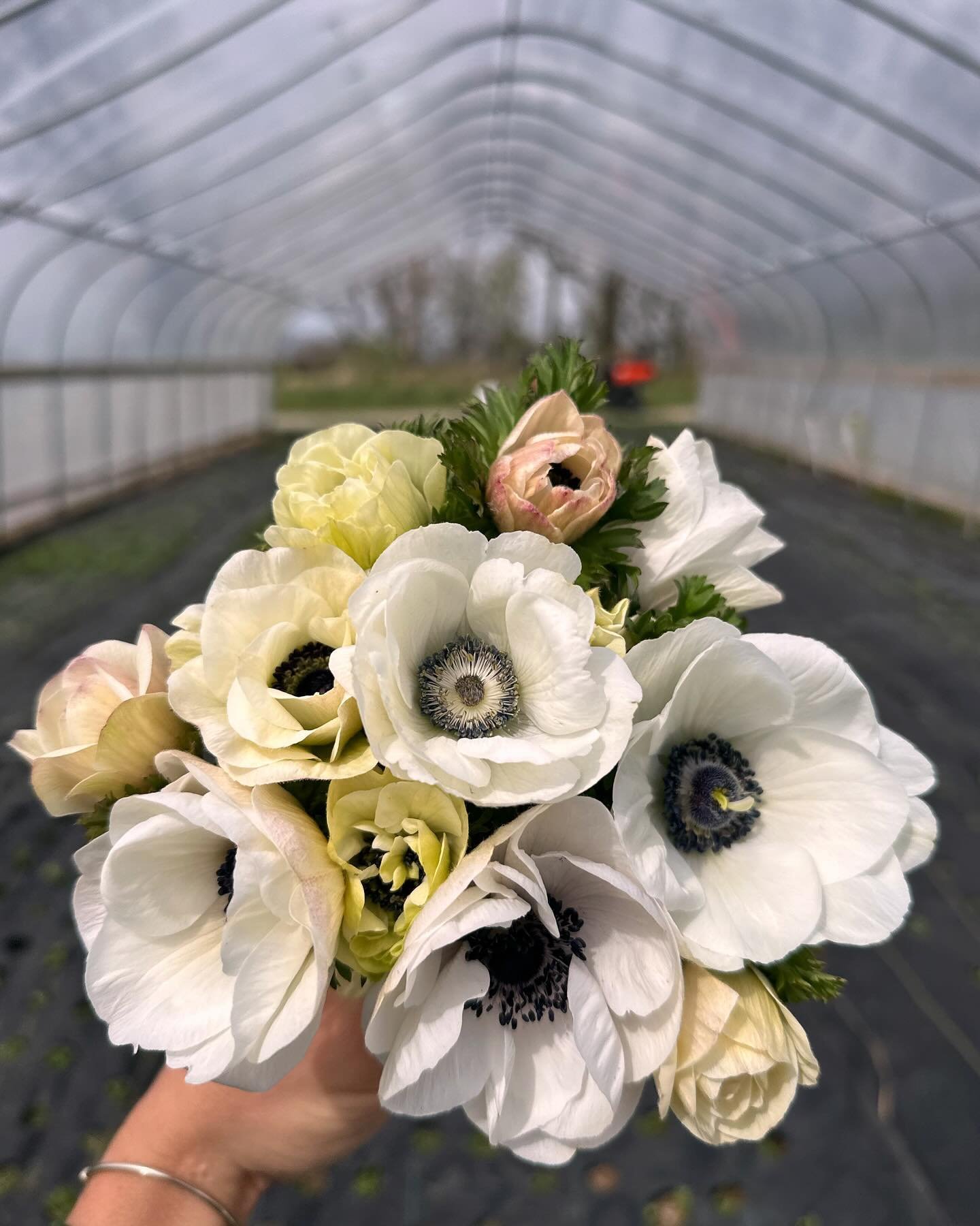 Holy cow! This is the EARLIEST we&rsquo;ve ever had anemone in bloom. These blooms are some of our most favorite of the early bloomers and they&rsquo;re an absolute hit with our customers. Do y&rsquo;all love them too?

We&rsquo;ll be bringing mixed 