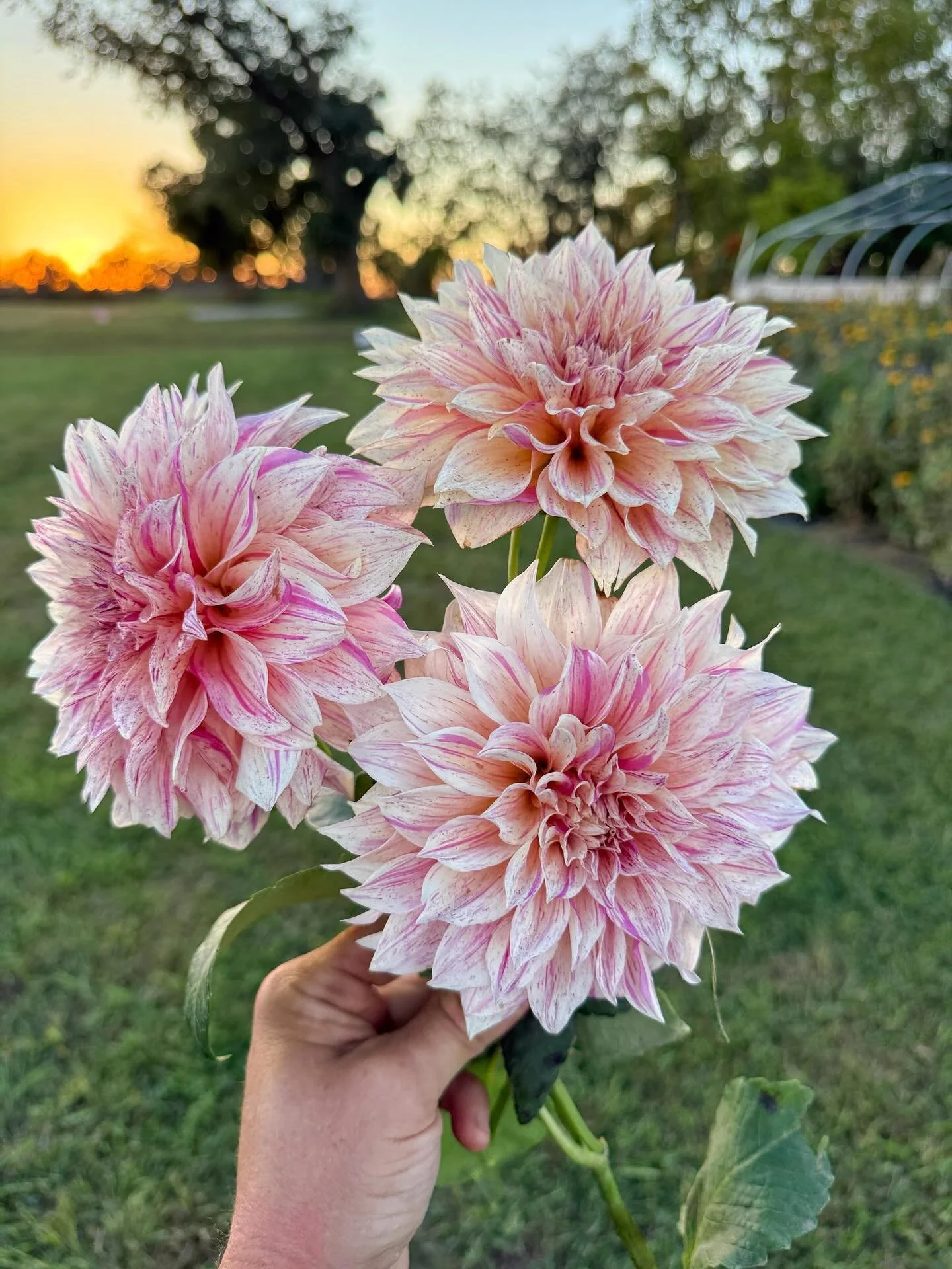 One of the most popular dahlias with folks visiting the farm this season has to be this new beauty, Cafe Au Lait Twist. If you plan on coming to Fall on the Flower Farm this Saturday, check it out! 🌸✨

What's the verdict from our community here? Do 
