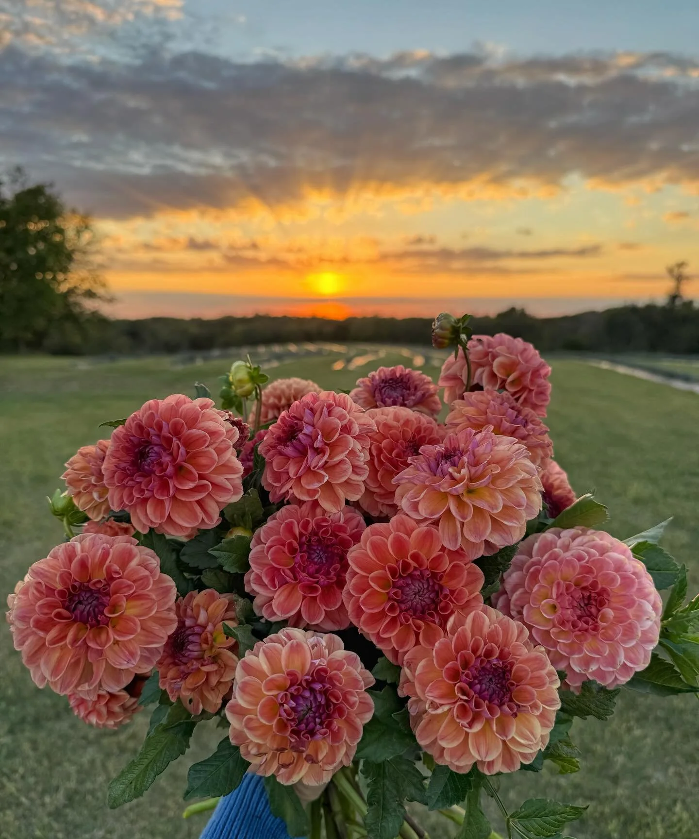 Happy Friday Eve! We're getting ready for a fabulous weekend, welcoming guests to the farm on Saturday for Fall in the Flower Farm and perfume making on Sunday. The weather is perfectly fall and we've been graced with the most gorgeous sunsets.✨

#oe