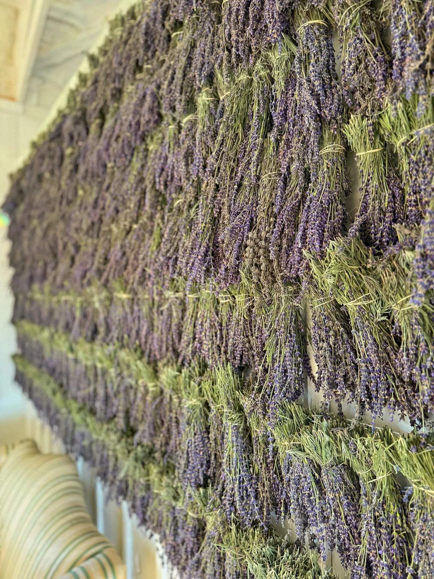 Y'all have been asking about the lavender harvest on our new 12 acre planting. Here's about 4 rows of it! We made the prettiest fresh lavender wall as a fun photo backdrop for tomorrow's Fall on the Flower Farm. It smells absolutely divine in our lit