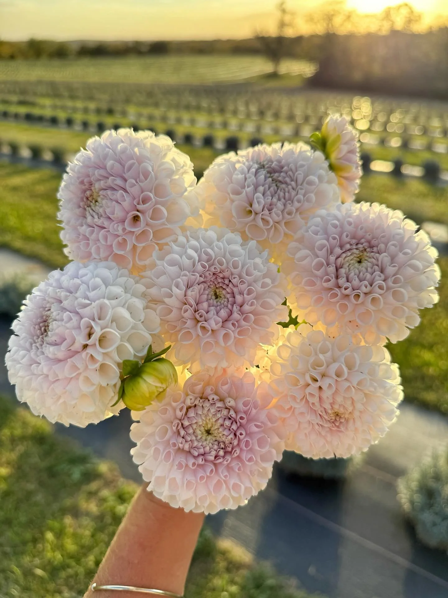 Dahlia Digging Days are here again and you know it's all right! We started lifting some of our highly valued dahlia tubers, like this beauty, Irish Erin. She&rsquo;s been an absolute star in the field this season. Dreamy blooms, and the kind of soft 