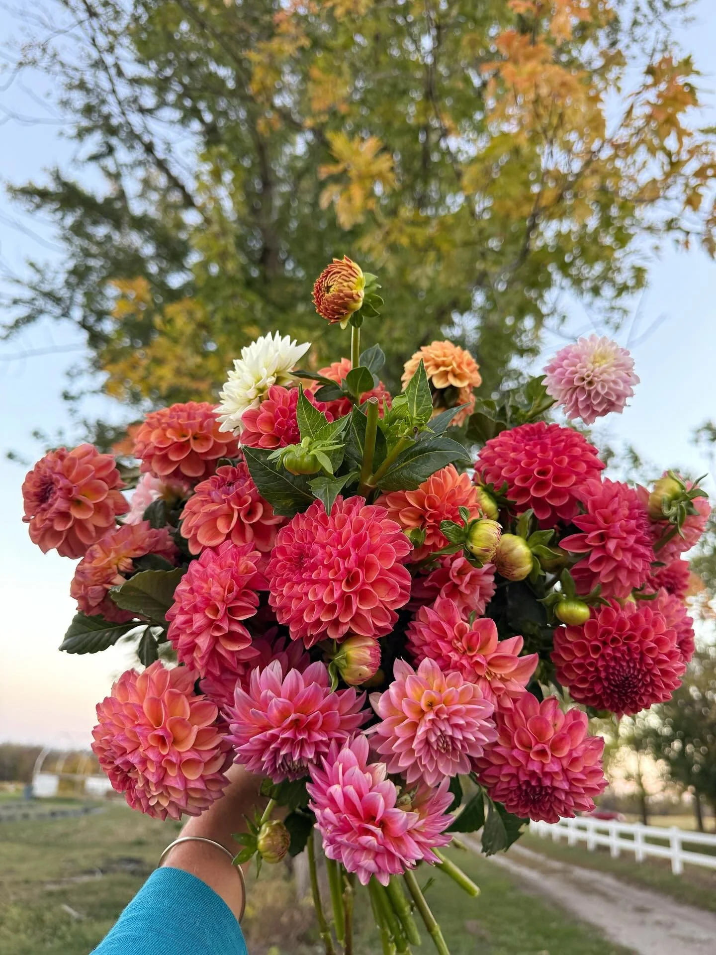 This is the last of the flowers for the season and we're loving every last gift the gardens are giving 🩷 These beauties will be used for a very special wedding tomorrow ✨

Just a little heads-up, our 2026 CSAs, select workshops, and holiday gift box