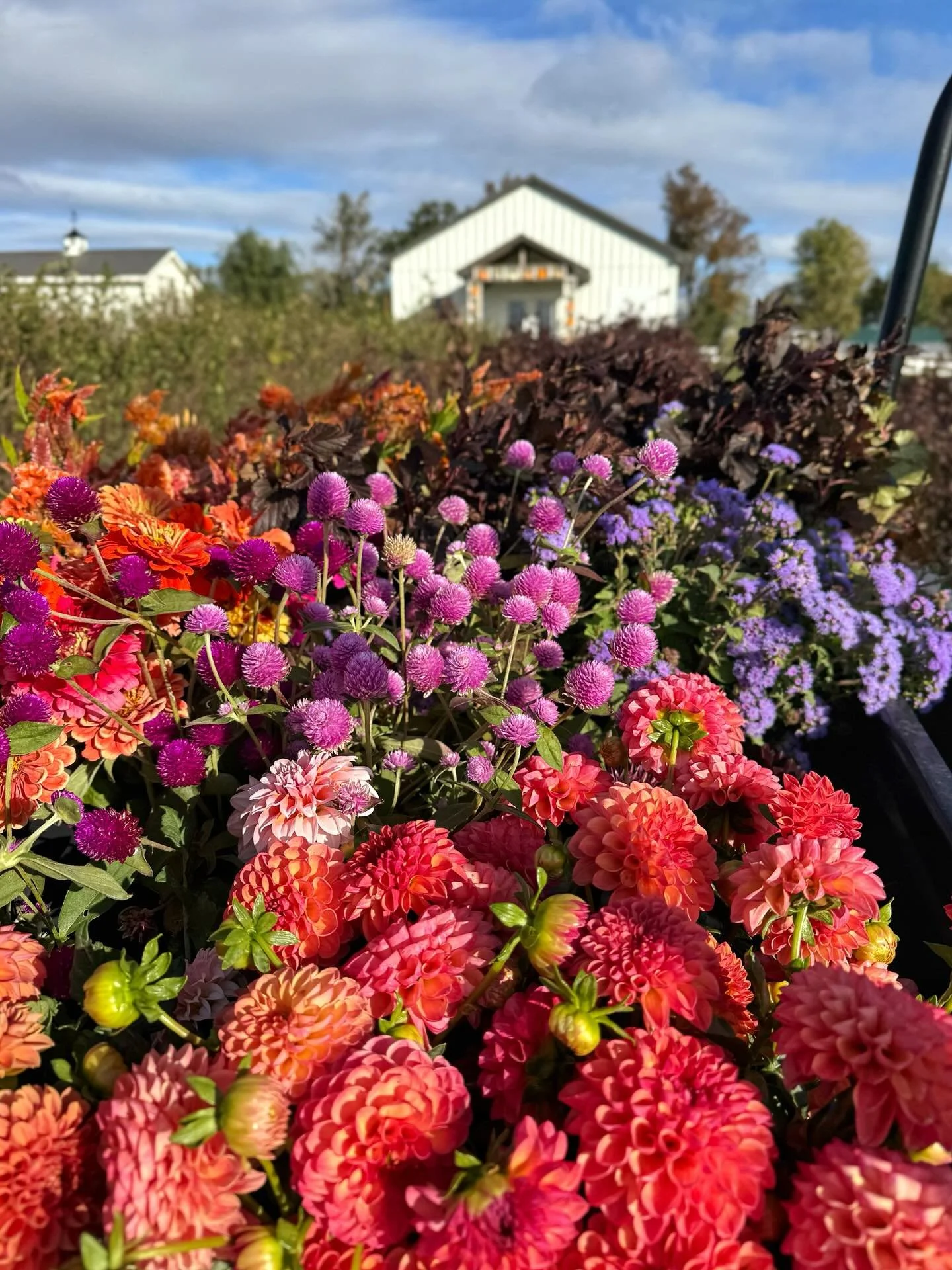 What a wonderful day! Cool temps, blue sky and a haul of gorgeous flowers, the last gasp of vibrant blooms, from the flower fields 🌸💗

#pepperharrow #iowaflowers #seasonalflowers #blooms #fall #midwestliving