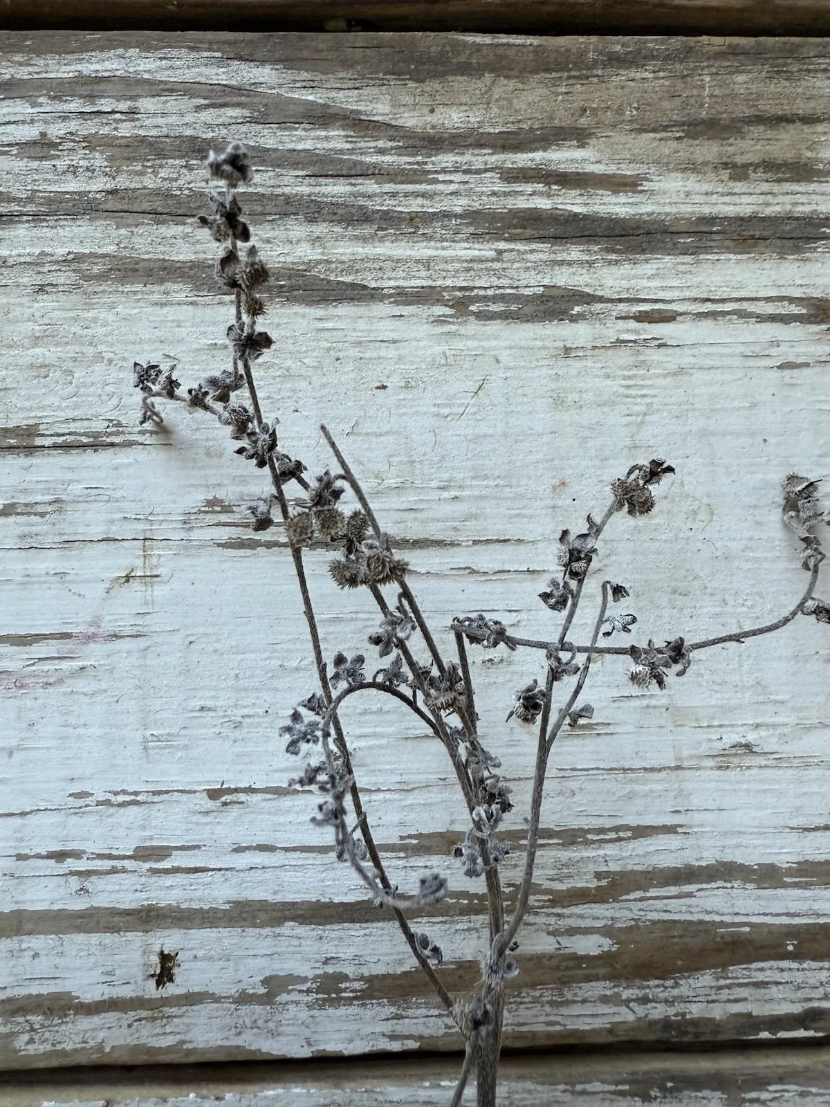 Forget Me Not Seed Collection.jpg