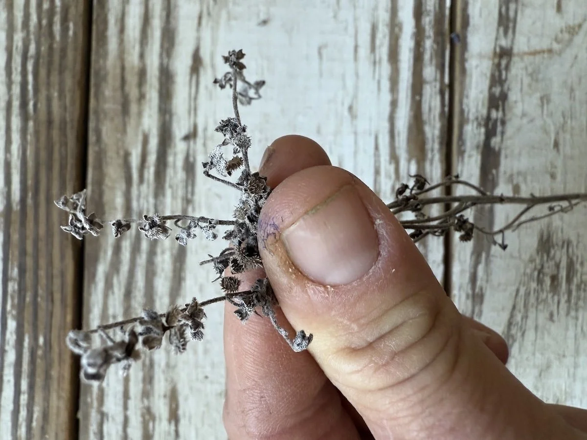 Miss Marilyn Forget Me Not Seeds.jpeg