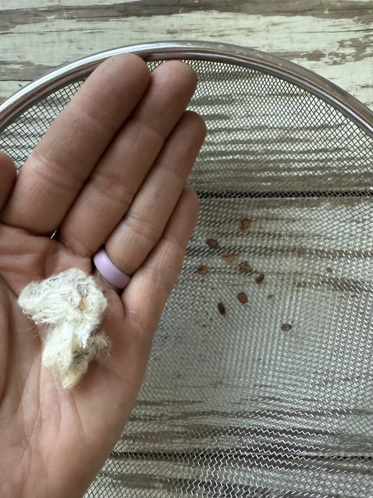 Floss from Milkweed .jpg