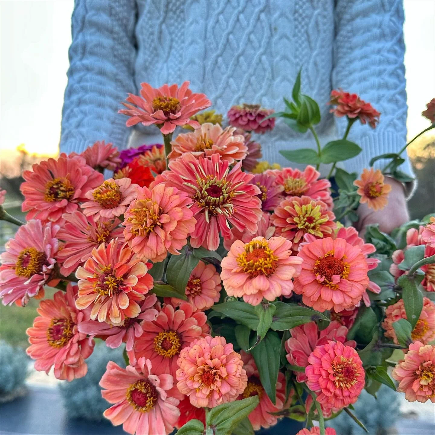 There’s just something about peach and orange blooms that we loved this year. The way these colors glow in the late-day light, mirroring those fiery autumn sunsets, it's pure magic. These are the colors we couldn't get enough of this season.
#
