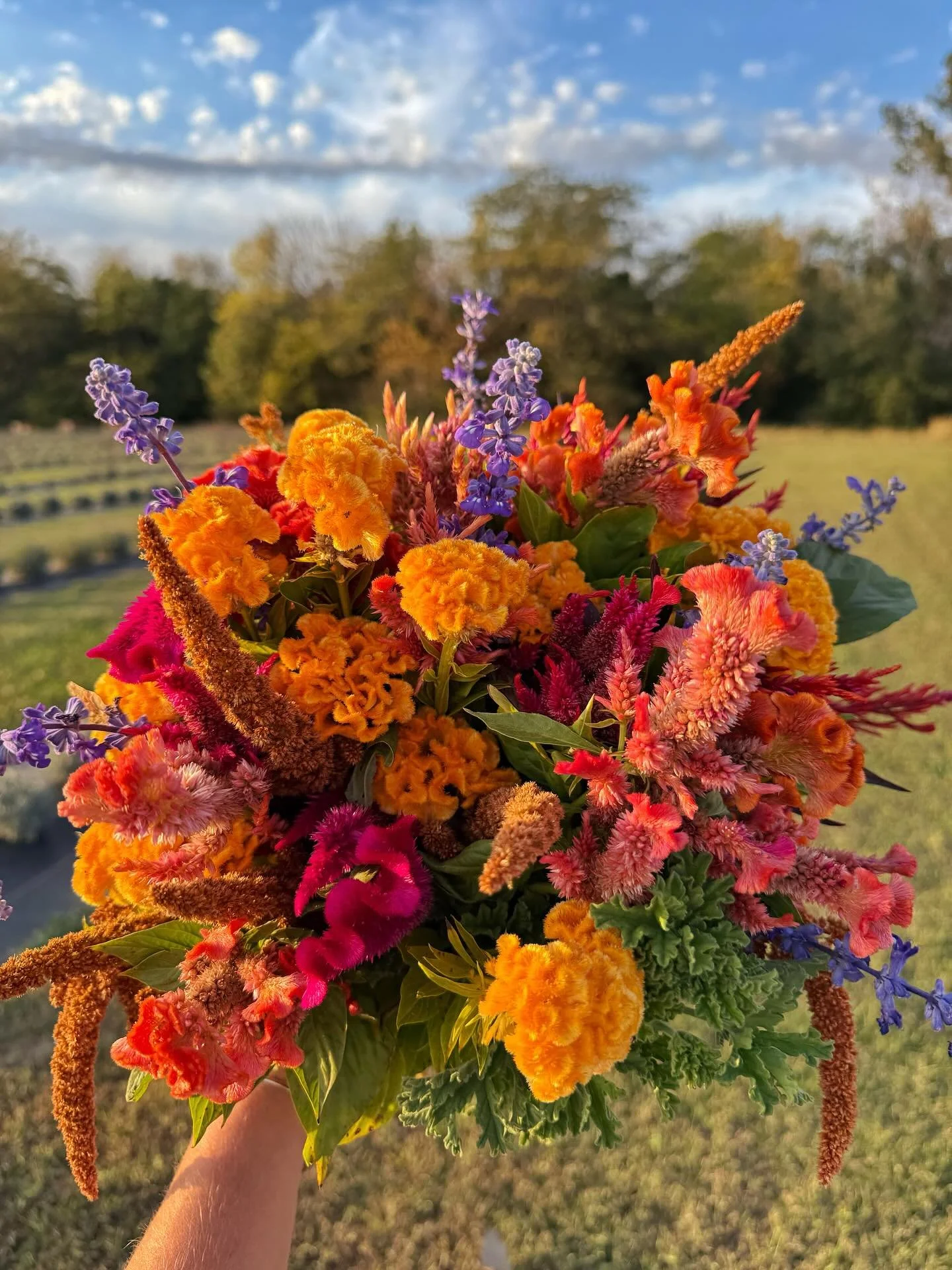 Are you a celosia fan? This eye catching mix of celosia and salvia is a gorgeous mix of the season&rsquo;s harvest, bursting with so many vibrant colors, textures, the golden warmth of fall, all set with a gorgeous blue sky and epic clouds.

#pepperh