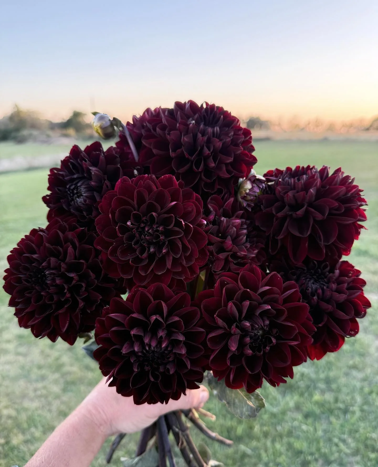 Happy Halloween! Nothing can give off 'spooky season' vibes more than these dark, chocolatey dahlias, appropriately named Dark Destiny 🖤Aren't they incredible? 💀 

#pepperharrow #iowaflowers #dahlias #dahliaseason #midwestliving