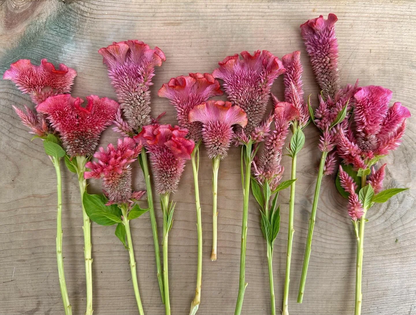 Y&rsquo;all have been sliding into our DMs asking about our super cool celosia varieties 👀✨

And yes&hellip; they&rsquo;re coming soon!

All of our celosia will be available when our seed shop opens soon, including our most-loved standout: Pink Lemo