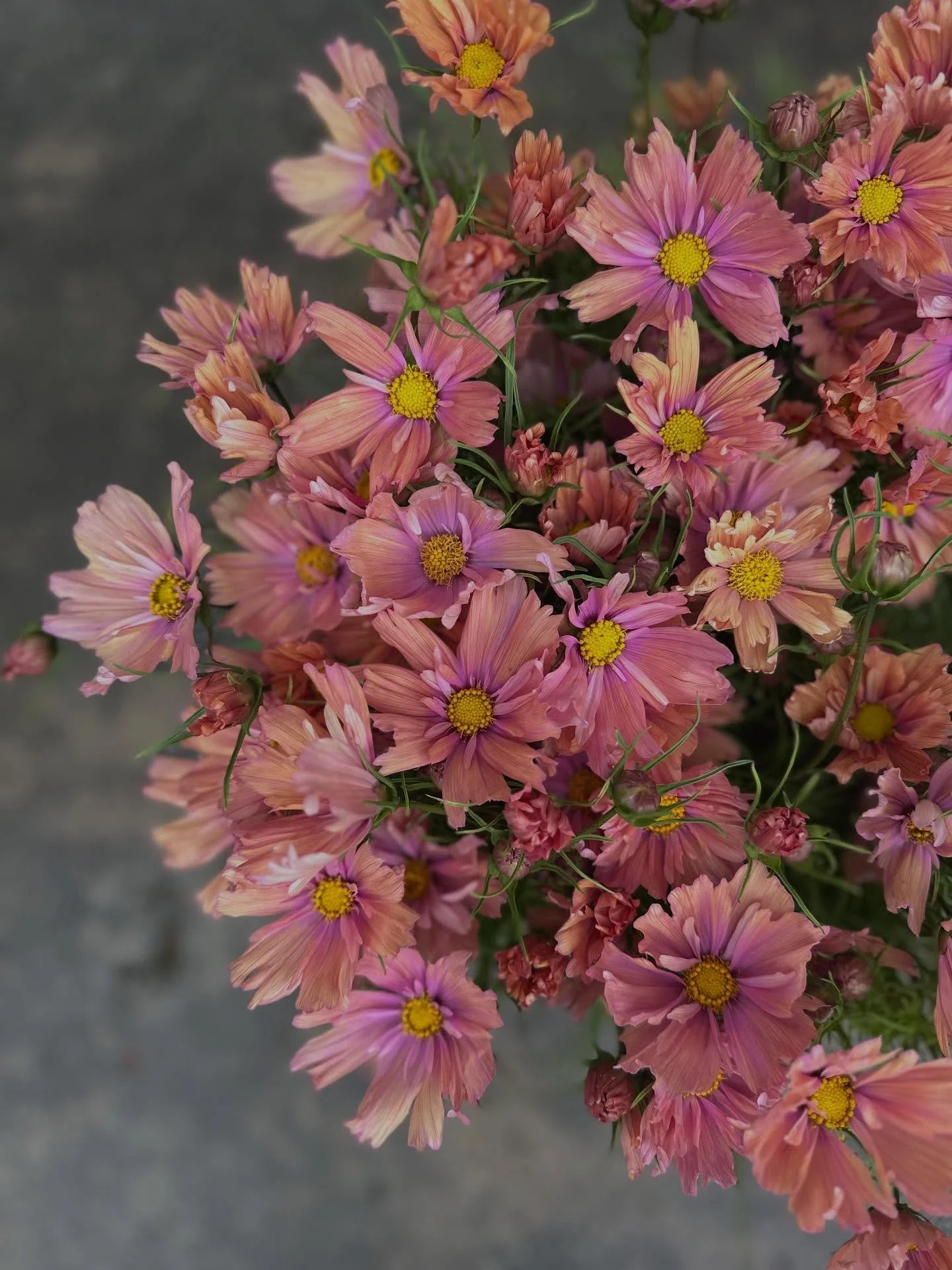 Cosmos lovers, where you at? 🌸✨We&rsquo;re swooning over these beauties and can&rsquo;t get enough of their airy petals and effortless charm. Out of these photos, do you have a favorite color that steals your heart? Soft colors, veriagated, or doubl