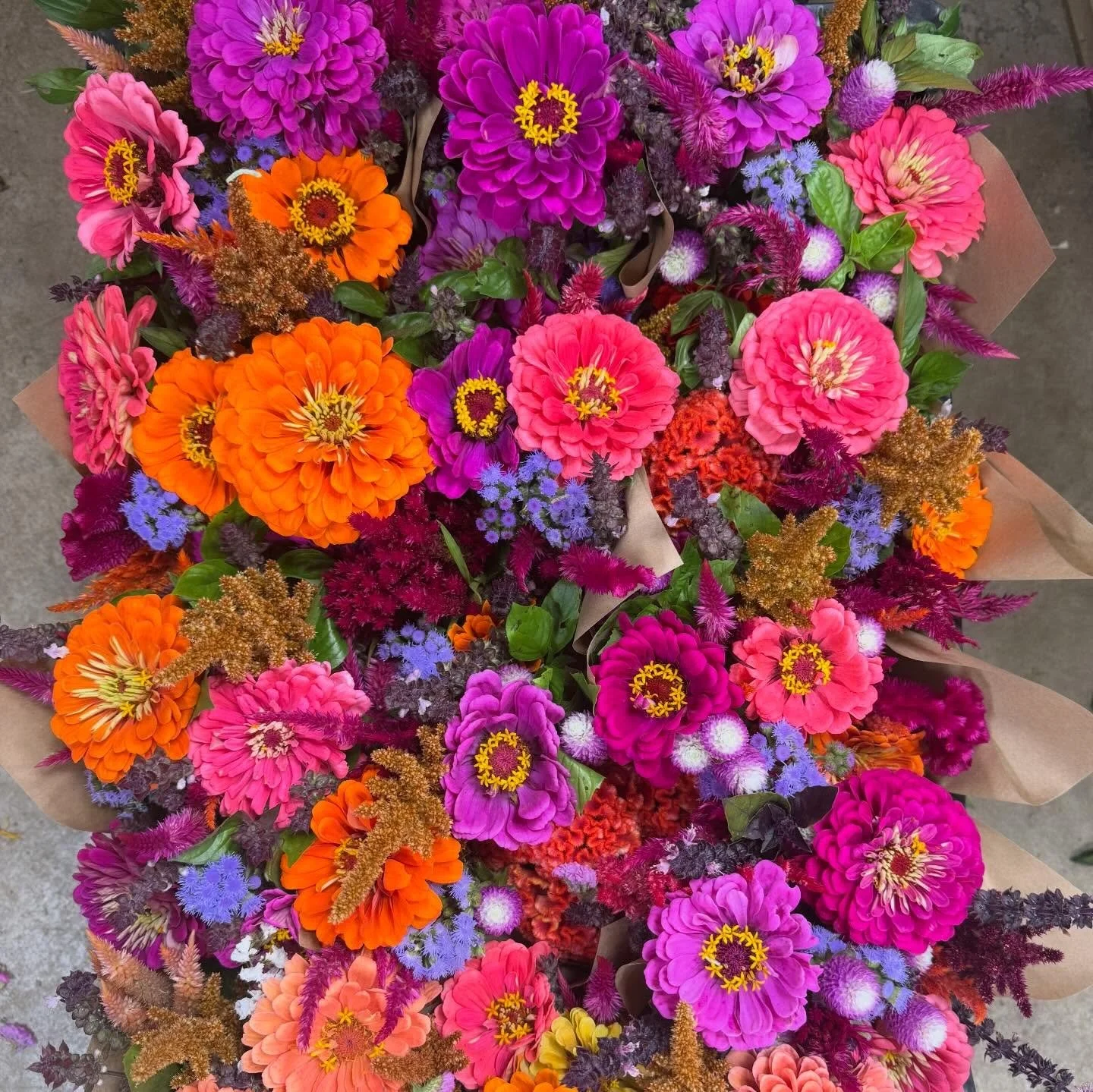 Ever wonder what goes into making our gorgeous market bouquets? Check out some of our field photos for a rare, and a little bit gritty, look at some the 'harvest haul' that made the beauties in pic #1.

From our gorgeous Peaches celosia, brown amaran