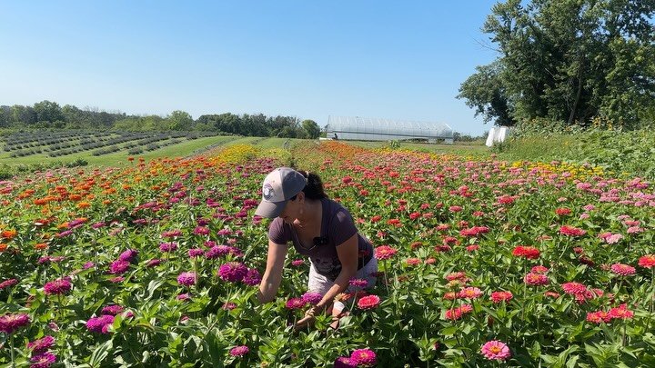 Everyone sees the rows and rows of gorgeous blooms, but few see the early stages of what these beds look like freshly planted and the years of knowledge behind them.

Each row of seedlings represent strategy, timing, and a whole lot of trial and erro