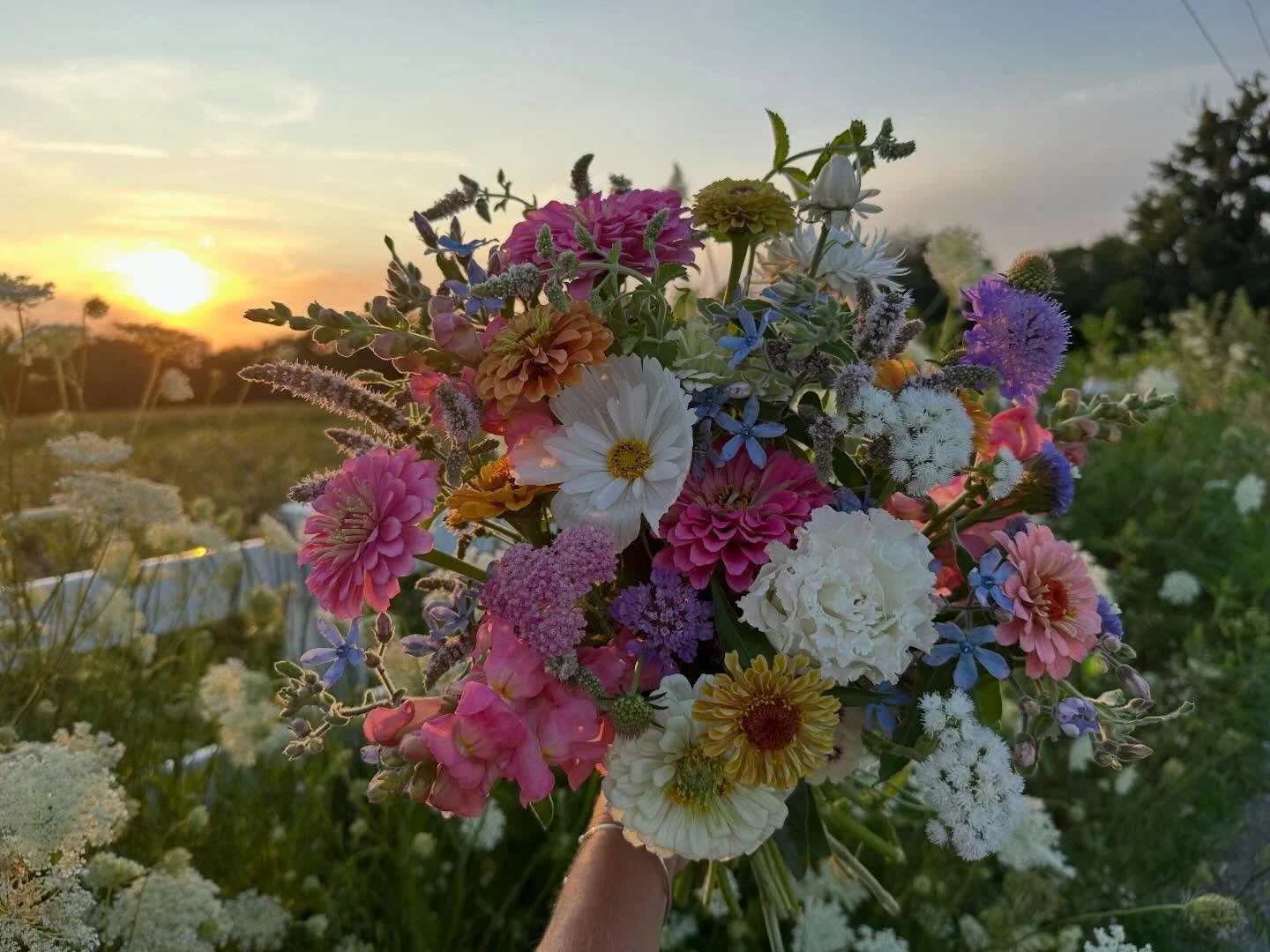 Lisianthus might just be the biggest show-stopper in our flower fields. We grow the ruffly, frilly, fringey varieties. You know, the most special ones that totally make you stop in your tracks. Their rose-like blooms, and incredible vase life make th