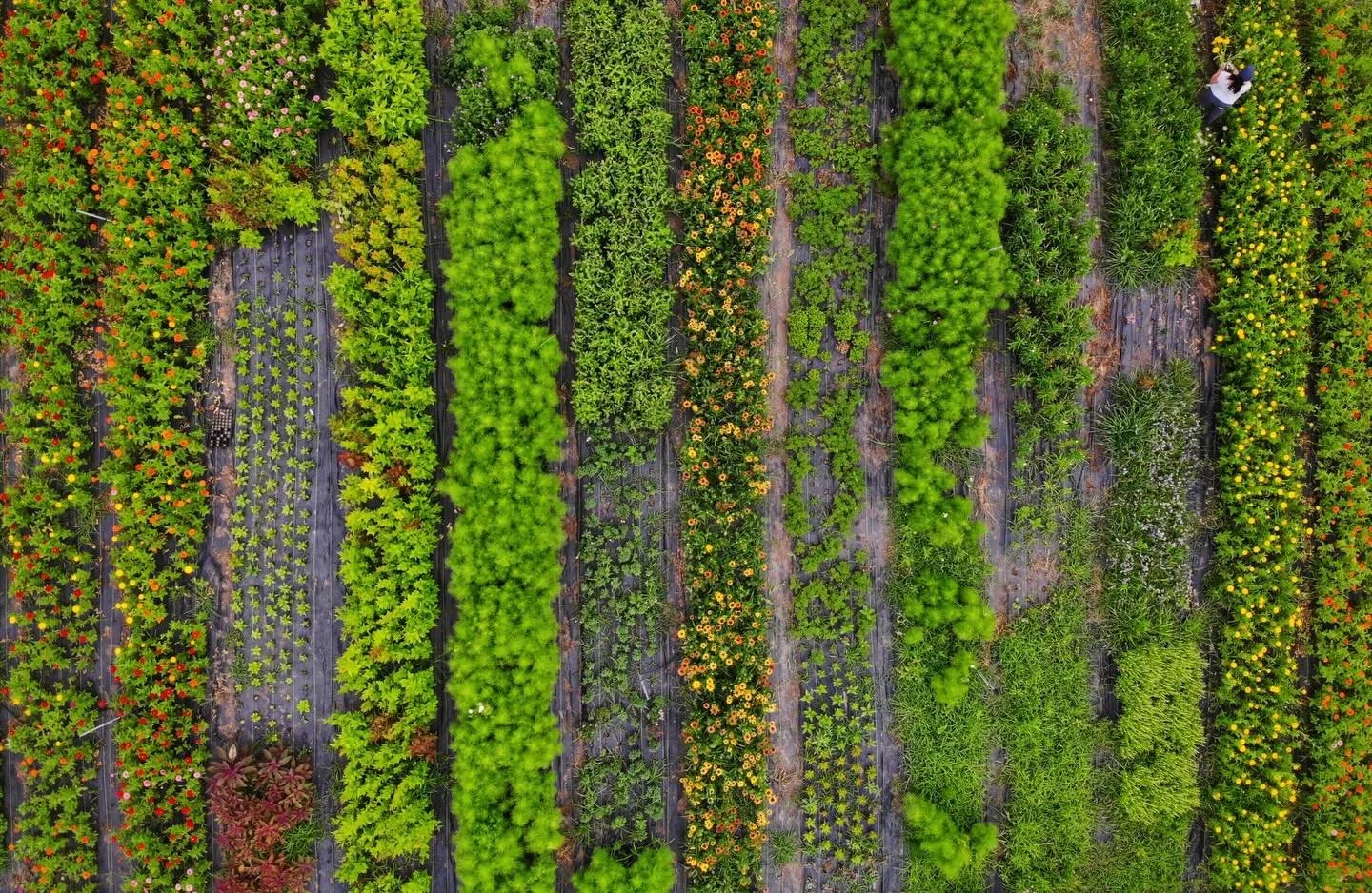 Our Flower Farmer Bootcamp is almost here! In just short of a month, at the end of April, we&rsquo;ll welcome a great group of fellow flower farmers, gardeners and dreamers to the farm for a full day on our working 60-acre flower and lavender farm. T