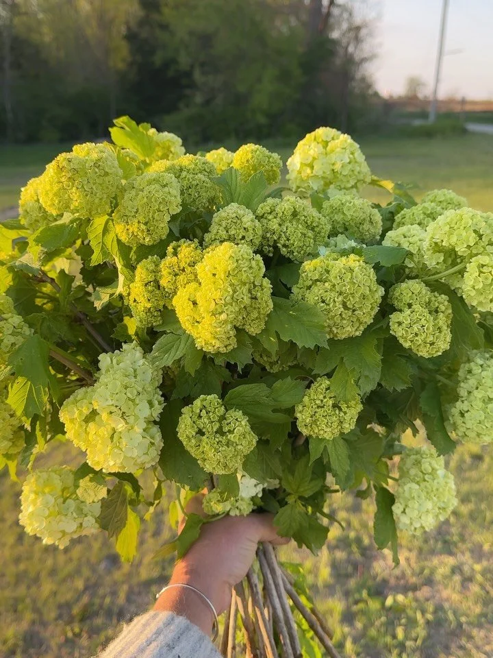 You asked for them&hellip; so we're bringing them. 💚

Snowball Viburnum is one of our most requested flowers every single spring and once you see these dreamy, hydrangea-like blooms, you&rsquo;ll understand why. They add that lush, unique pop of col